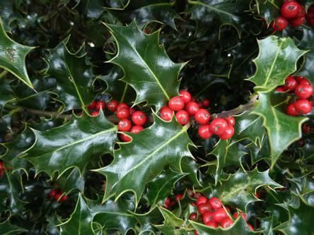 Ilex aquifolium - sierhulst met mooie bessen